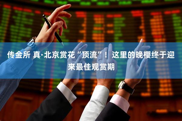 传金所 真·北京赏花“顶流”！这里的晚樱终于迎来最佳观赏期